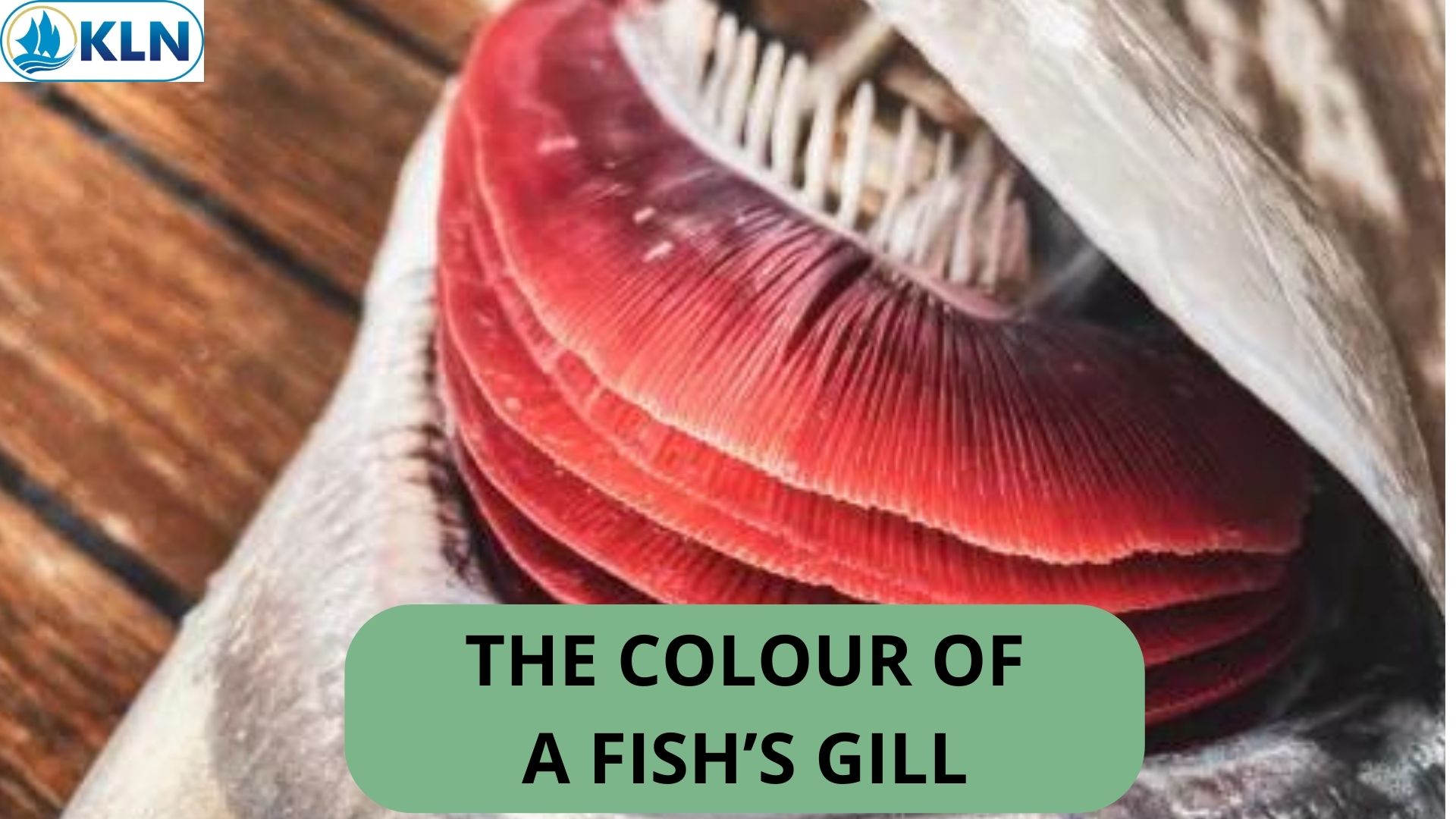 THE COLOUR OF A FISH’S GILLS